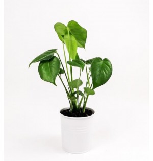 Monstera Deliciosa Saksı Bitkisi